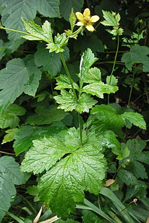 Geum urbanum \ Echte Nelkenwurz / Wood Avens, D Mannheim 21.5.2006