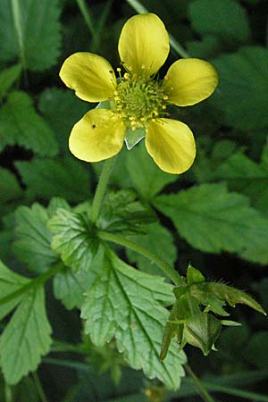 Geum urbanum \ Echte Nelkenwurz / Wood Avens, D Mannheim 23.5.2006