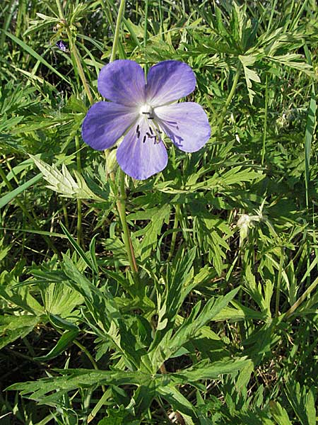 Geranium pratense \ Wiesen-Storchschnabel / Meadow Crane's-Bill, D Bruchsal 14.6.2006