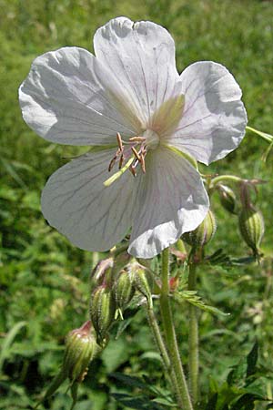 Geranium pratense \ Wiesen-Storchschnabel / Meadow Crane's-Bill, D Pforzheim 29.6.2006