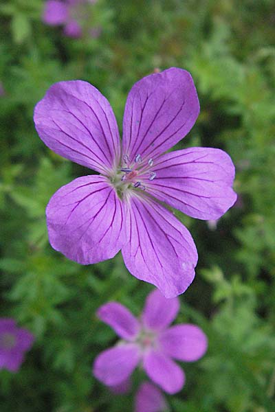 Geranium palustre \ Sumpf-Storchschnabel / Marsh Crane's-Bill, D Ortenberg 26.8.2006