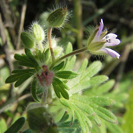 Geranium pusillum \ Kleiner Storchschnabel, D Waghäusel 30.9.2006