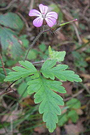 Geranium robertianum \ Stinkender Storchschnabel, Ruprechtskraut, D Mannheim 26.11.2006