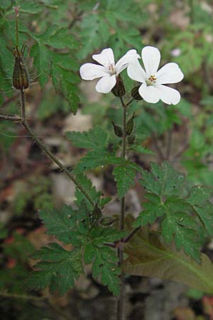 Geranium robertianum, Herb Robert