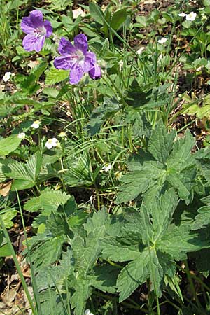 Geranium sylvaticum \ Wald-Storchschnabel, D Schwarzwald, Schönau 28.4.2007