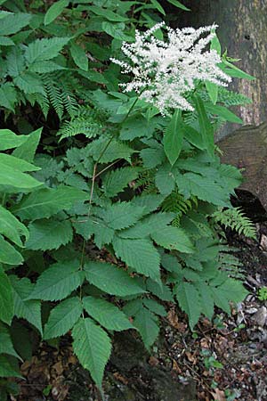 Aruncus dioicus \ Wald-Geibart, D Schwarzwald, Feldberg 24.6.2007