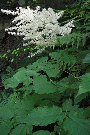 Aruncus dioicus / Goat's Beard, D Black-Forest, Feldberg 24.6.2007