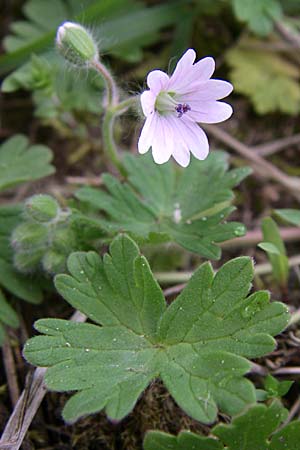 Geranium molle \ Weicher Storchschnabel / Dove-Foot Crane's-Bill, D Karlsruhe 2.5.2008