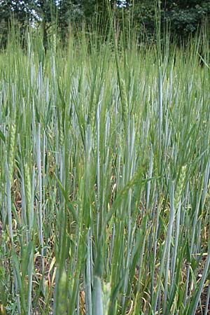 Hordeum vulgare \ Brau-Gerste, Mehrzeilige Gerste / Six-Rowed Barley, D Eisenberg 2.8.2008