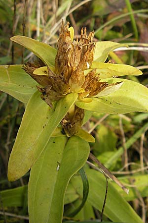 Gentiana cruciata \ Kreuz-Enzian / Cross-Leaved Gentian, D Pforzheim 27.9.2008