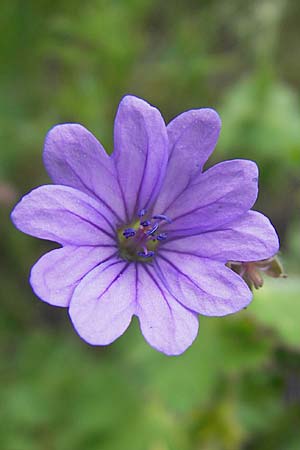 Geranium pyrenaicum \ Pyrenen-Storchschnabel / Hedge-Row Crane's-Bill, D Mannheim 6.5.2009