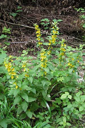 Lysimachia punctata \ Punktierter Gilb-Weiderich, Gold-Felberich / Yellow Loosestrife, Dotted Loosestrife, D Bruchsal 21.6.2009