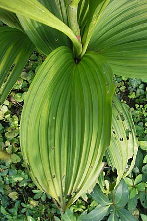 Veratrum nigrum \ Schwarzer Germer, D Weinheim an der Bergstraße 23.7.2009