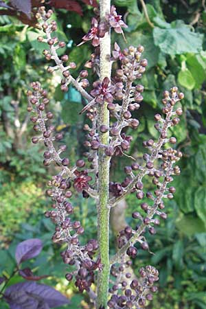 Veratrum nigrum \ Schwarzer Germer / Black False Hellebore, D Weinheim an der Bergstraße 23.7.2009