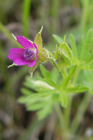 Geranium dissectum / Cut-Leaved Crane's-Bill, D Callbach 15.5.2010