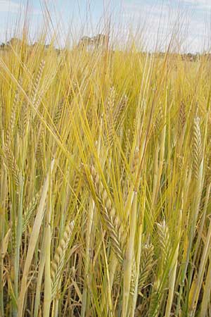 Hordeum distichon \ Zweizeilige Gerste / Two-Rowed Barley, D Nagold 3.7.2011