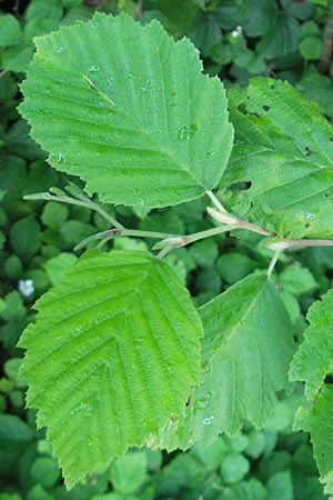 Alnus incana \ Grau-Erle / Grey Alder, Speckled Alder, D Franken/Franconia Happurg 6.8.2011