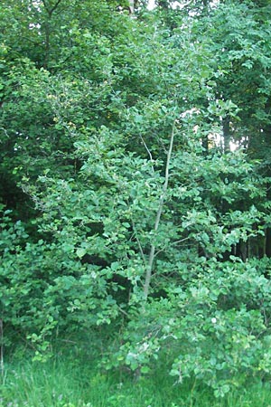 Alnus incana \ Grau-Erle / Grey Alder, Speckled Alder, D Franken/Franconia Happurg 6.8.2011