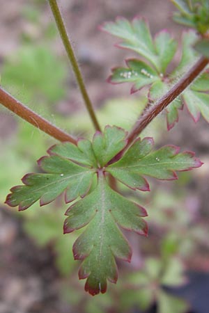 Geranium purpureum \ Purpur-Storchschnabel / Little Robin, Lesser Herb Robert, D Mannheim 1.5.2013