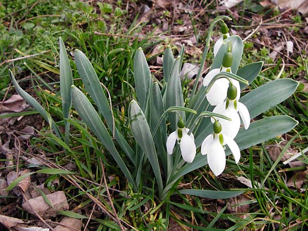 Galanthus elwesii \ Trkisches Schneeglckchen, Groes Schneeglckchen / Giant Snowdrop, D Mannheim 18.2.2014