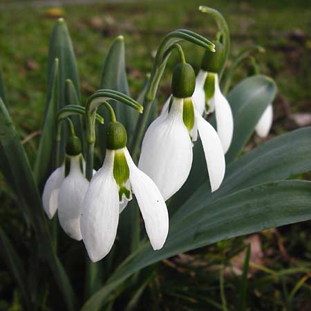 Galanthus elwesii \ Trkisches Schneeglckchen, Groes Schneeglckchen / Giant Snowdrop, D Mannheim 18.2.2014