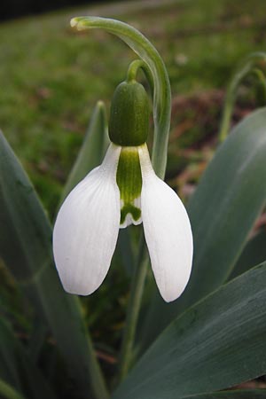 Galanthus elwesii \ Trkisches Schneeglckchen, Groes Schneeglckchen / Giant Snowdrop, D Mannheim 18.2.2014