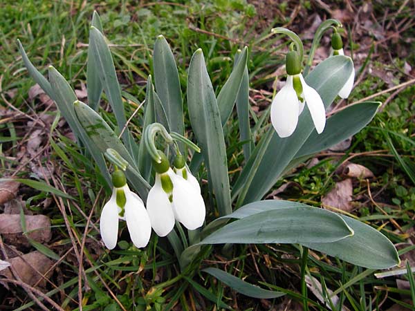 Galanthus elwesii \ Trkisches Schneeglckchen, Groes Schneeglckchen / Giant Snowdrop, D Mannheim 18.2.2014