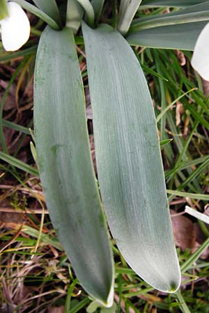 Galanthus elwesii \ Trkisches Schneeglckchen, Groes Schneeglckchen / Giant Snowdrop, D Mannheim 18.2.2014