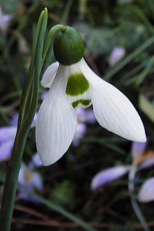 Galanthus elwesii \ Trkisches Schneeglckchen, Groes Schneeglckchen / Giant Snowdrop, D Weinheim an der Bergstraße, Botan. Gar.  Hermannshof 20.2.2014