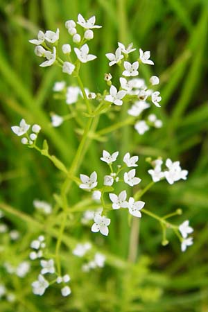 Galium palustre agg. \ Sumpf-Labkraut / Common Marsh Bedstraw, D Gimbsheim 23.6.2014