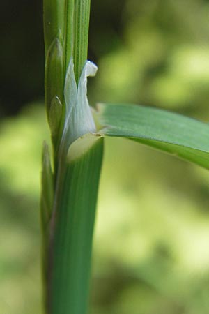 Glyceria fluitans \ Flutender Schwaden / Floating Sweet Grass, D Schwarzwald/Black-Forest, Kaltenbronn 7.7.2012