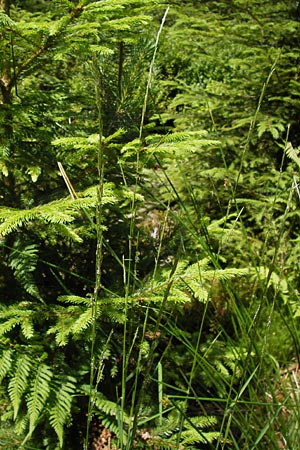 Glyceria fluitans \ Flutender Schwaden / Floating Sweet Grass, D Schwarzwald/Black-Forest, Kaltenbronn 7.7.2012