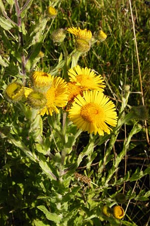 Pulicaria dysenterica \ Groes Flohkraut, D Oppenheim 18.7.2014