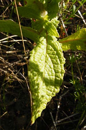 Pulicaria dysenterica \ Groes Flohkraut, D Oppenheim 18.7.2014