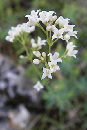 Galium glaucum \ Blaugrnes Labkraut / Glaucous Bedstraw, Waxy Bedstraw, D Nördlingen 23.5.2009