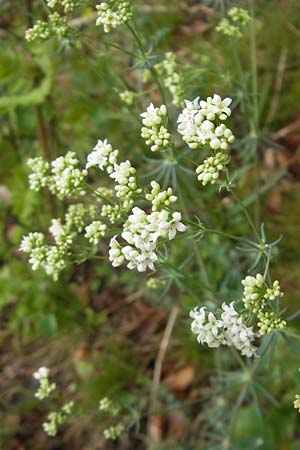 Galium glaucum \ Blaugrnes Labkraut / Glaucous Bedstraw, Waxy Bedstraw, D Neuburg an der Donau 6.5.2012