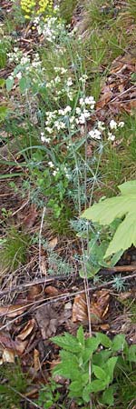 Galium glaucum \ Blaugrnes Labkraut / Glaucous Bedstraw, Waxy Bedstraw, D Neuburg an der Donau 6.5.2012