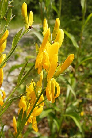 Genista tinctoria \ Frber-Ginster / Dyer's Greenweed, D Regensburg 12.6.2014