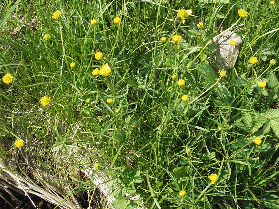 Ranunculus auricomus spec3 ? \ Gold-Hahnenfu / Goldilocks, D Spessart, Steinau 6.5.2006