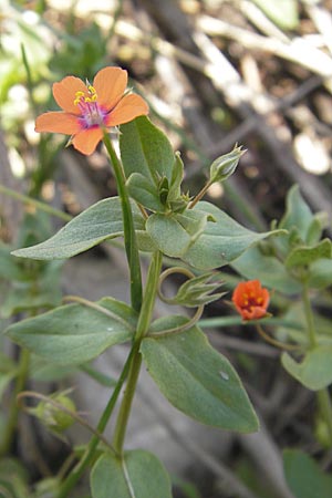 Lysimachia arvensis / Scarlet Pimpernel, Poisonweed, D Neuleiningen 1.8.2009