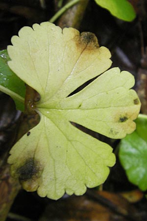 Ranunculus gratiosus \ Geflliger Gold-Hahnenfu / Pleasing Goldilocks, D Hambrücken 7.5.2010