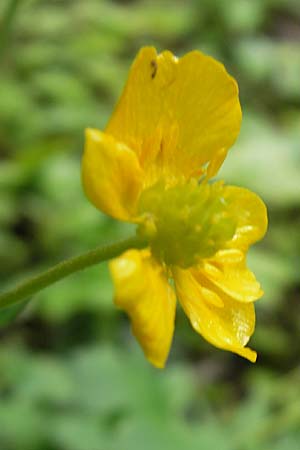 Ranunculus lucorum \ Hain-Gold-Hahnenfu / Grove Goldilocks, D Martinstein an der Nahe 15.5.2010