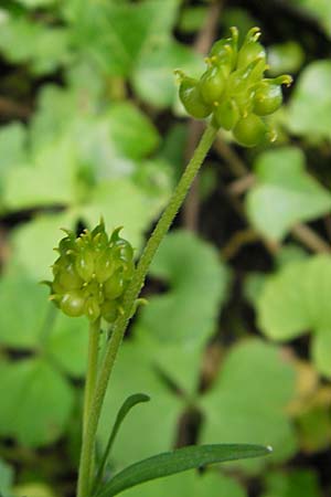 Ranunculus lucorum \ Hain-Gold-Hahnenfu / Grove Goldilocks, D Martinstein an der Nahe 15.5.2010