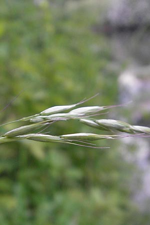 Arrhenatherum elatius / Bulbous Oat Grass, Tall Oat Grass, D Karlsruhe 20.5.2011