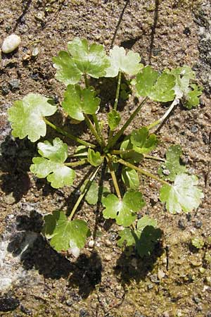 Ranunculus sceleratus \ Gift-Hahnenfu / Celery-Leaved Buttercup, D Frankfurt-Bergen 19.9.2012