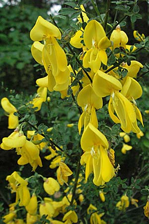 Cytisus scoparius \ Besen-Ginster, D Bürstadt 15.5.2006