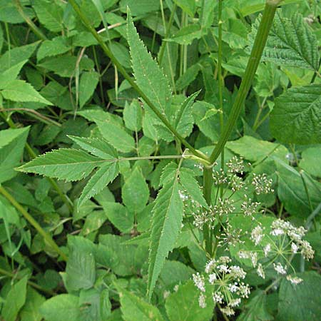 Aegopodium podagraria \ Giersch, Geifu / Ground Goutweed, Bishop's Elder, D Mannheim 15.6.2006