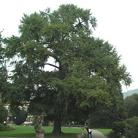 Ginkgo biloba \ Ginkgo, D Weinheim an der Bergstraße 28.10.2006