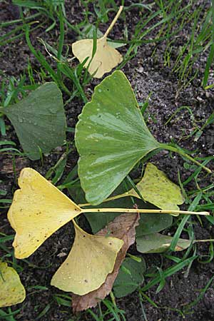 Ginkgo biloba \ Ginkgo, D Weinheim an der Bergstraße 28.10.2006