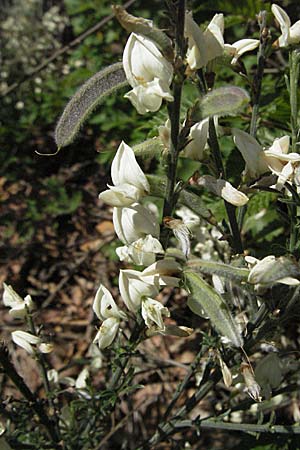 Cytisus multiflorus \ Weier Ginster, Vielbltiger Geiklee / White Broom, D Donnersberg 6.5.2007